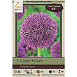 ALLIUM PURPLE SUZE 14/+