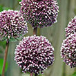 ALLIUM SUMMER DRUMMER 12/+ 2PP