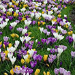 CROCUS LARGE CROCUS MIX 8/9 20PP