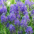 CAMASSIA QUAMASH 6/+ 4PP