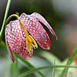 FRITILLARIA MELEAGRIS 6/+ 15PP