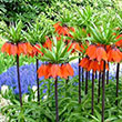 FRITILLARIA RUBRA 20/24 1PP