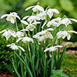 GALANTHUS FLORE PLENO 5/6 8PP