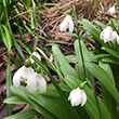 GALANTHUS WORONOWII 7/+ 15PP