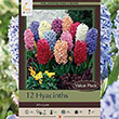 HYACINTHOIDES  BLUE 8/10 15PP