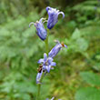 HYACINTHOIDES ENG BLUE BELL 12PP