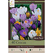 CROCUS LARGE MIX 8/9 40PP