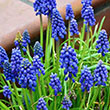 MUSCARI GRAPE HYACINTH 8/9 64PP