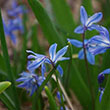 SCILLA SIBERICA 7/8 50PP