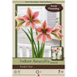 AMARY EXOTIC STAR 26/+ 1PP