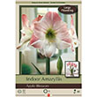 AMARY APPLE BLOSSOM 34/+ 1PP