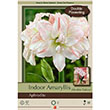 AMARY APHRODITE 34/+ 1PP
