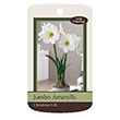 AMARY CHRISTMAS GIFT 40/+ 1PP