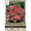 CALADIUM RED FLASH