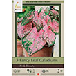 CALADIUM PINK BEAUTY