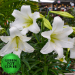 Lily Triple Stem (4 per case) w/ Green Pot Cover