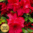 Azaleas Red (6 per case) w/ Gold Pot Cover