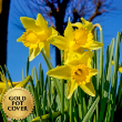 Daffodils (8 per case) w/ Gold Pot Cover