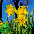Daffodils (8 per case) w/ Green Pot Cover