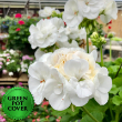 Geraniums White (10 per case) w/ Green Pot Cover