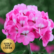 Geraniums Pink (10 per case) w/ Gold Pot Cover