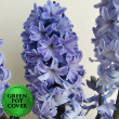 Hyacinths Blue (8 per case) w/ Green Pot Cover