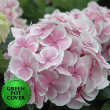 Hydrangeas Pink (6 per case) w/ Green Pot Cover
