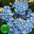 Hydrangeas Blue (6 per case) w/ Green Pot Cover