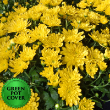Mums Yellow (8 per case) w/ Green Pot Cover
