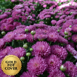 Mums Lavender (8 per case) w/ Gold Pot Cover