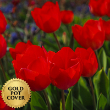 Tulips Red (8 per case) w/ Gold Pot Cover