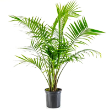 Potted Palm - 12" (4-5' tall)