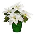 Poinsettia White 4.5" (15 per case) w/ Green Pot Cover
