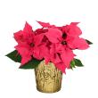 Poinsettia Pink 4.5" (15 per case) w/ Gold Pot Cover