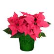 Poinsettia Pink 4.5" (15 per case) w/ Green Pot Cover