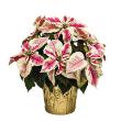Poinsettia Marble 4.5" (15 per case) w/ Gold Pot Cover