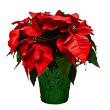 Poinsettia Red 7" (6 per case) w/ Green Pot Cover