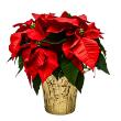 Poinsettia Red 10" (4 per case) w/ Gold Pot Cover
