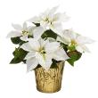 Poinsettia White 10" (4 per case) w/ Gold Pot Cover