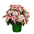 Poinsettia Marble 10" (4 per case) w/ Green Pot Cover