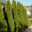 THUJA OCC 'EMERALD GREEN' 3G