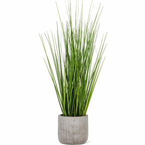 Tall Grass in Pot