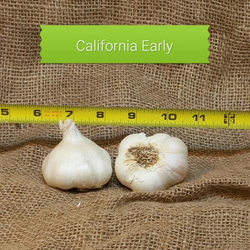 1lb California Early Seed Garlic