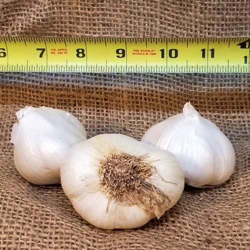 1lb Silverskin Seed Garlic