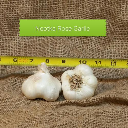 1lb Nootka Rose Seed Garlic