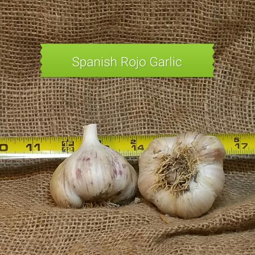 1lb Spanish Roja Seed Garlic