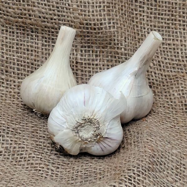 1lb Bavarian Purple Seed Garlic