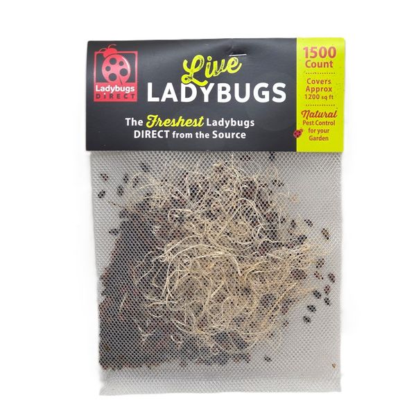 Lady Bugs Direct Ladybugs - 1500 pk