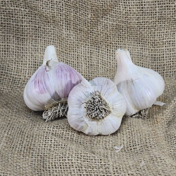 1lb Gypsy Rose Seed Garlic