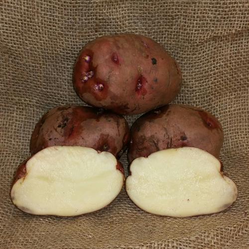 1 lb Red Lasoda Certified Seed Potato